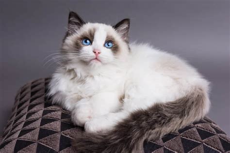 ragdoll cat price philippines 2024|Ragdoll Cat Price: How Much Does a Ragdoll Cat .